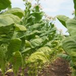 補助金に関する最新情報と申請ガイド。ビジネスや個人向けの支援制度を詳しく紹介します。